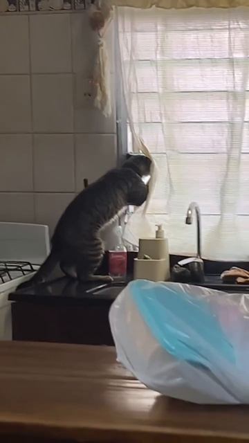 О, Васька пришел, я гулять