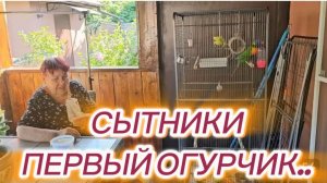 САМВЕЛ АДАМЯН, СЫТНИКИ, ПЕРВЫЙ ОГУРЧИК..