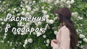 ПОДАРКИ: лесные в ДЕНДРАРИИ и от ДРУЗЕЙ 🌿 GIFTS: arboretum and FRIENDS | SILENT VLOG