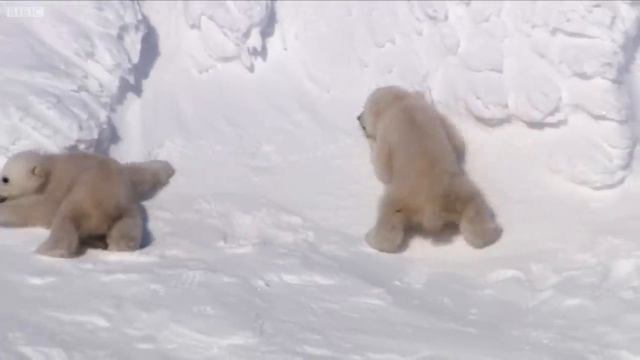 Polar Bear Cubs Taking Their First Steps _ Planet Earth _ BBC Earth
