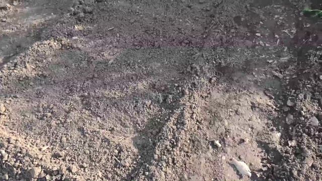 О посеве брюквы, репы, редьки и дайкона.