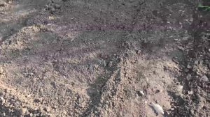 О посеве брюквы, репы, редьки и дайкона.