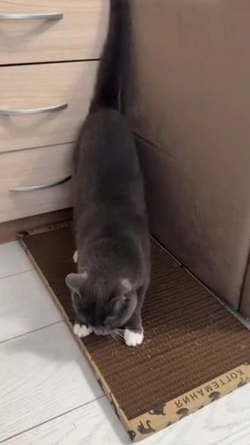 Котику очень понравилась когтеточка❤️