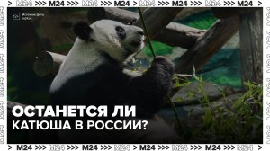 Московский зоопарк ведет переговоры с Китаем, чтобы оставить панду Катюшу в России - Москва 24