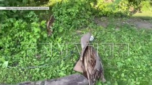 В Ворсме ребёнка ударило током от провисшего во время урагана провода