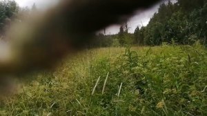 Ищу целебные травы.