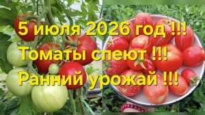 Сбор урожая !!! Классические томаты поспели !!! Ароматные,сладкие,сочные !!!
