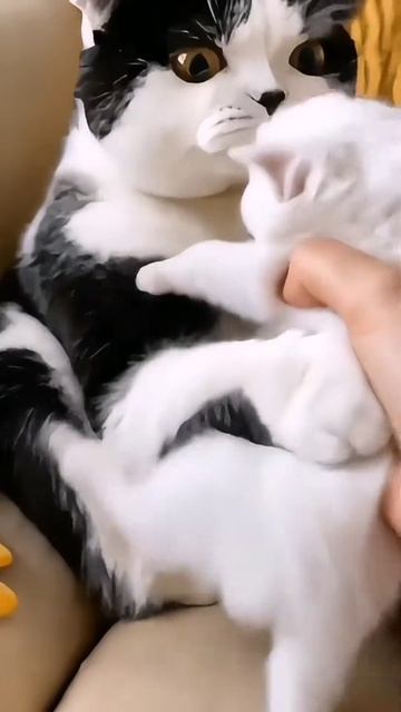 У кошки забрали котенка! Она не отдает