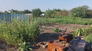 Кухонные дела / Цена бензина / Работа на любимой даче / Дачно домашний влог