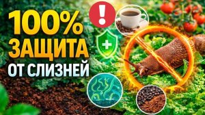 Слизни в панике бегут с грядок! 5 супер способов как избавиться от слизня!