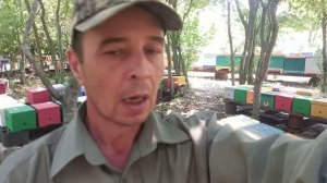 На облетниках нашей пасеки