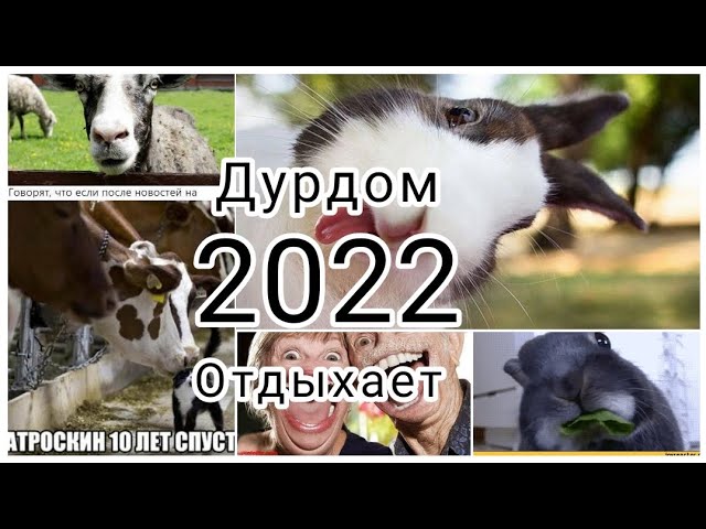 *Дурдом отдыхает*(Сильно нервным не смотреть ) Схожу сума 🤦 смотреть онлайн
