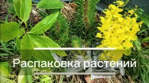 Новенькие приехали, мой живой  подарок
