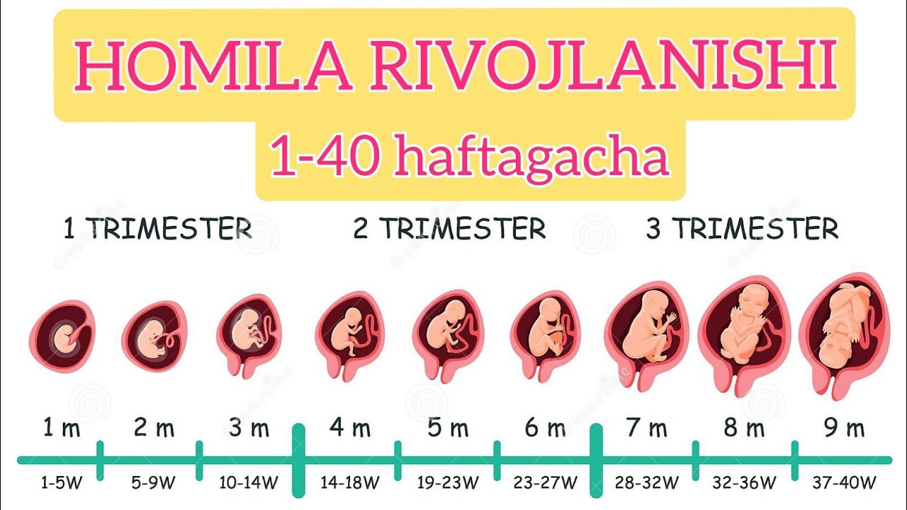 HOMILA RIVOJLANISHI |1-40haftagacha | Stages of pregnancy смотреть онлайн