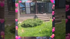 1000063624.mp4 (Собака слушает об устройстве приточно-вытяжной вентиляции в ванную дома А-фрейм)