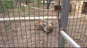 Принц устроил взбучку Принцессе! Парк львов Тайган #тайган #леопард