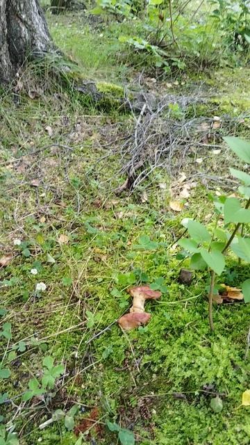 Как в лесу 🌲 смотреть онлайн