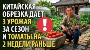 Китайский агротрюк: зачем я обрезаю рассаду томатов под корень и как это удваивает урожай