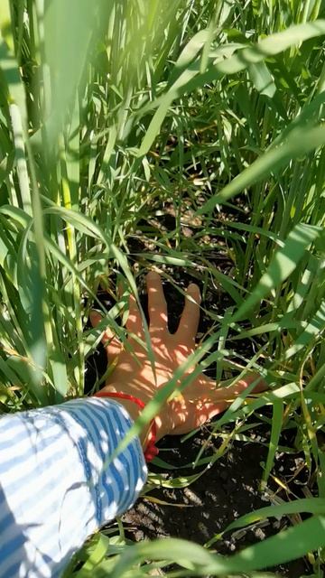 Ячмень после Севмастер 10 от Willock Farm Башкортостан 2026