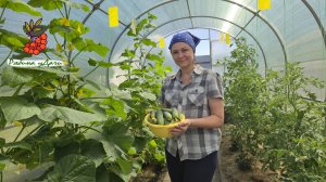 Дачные хлопоты. Делюсь рецептами удобрений, а муж - рецептом вкусняшки.