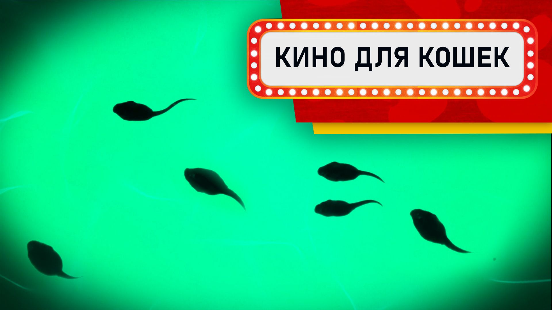 Видео для Кошек - Семья головастиков (Развлеки своего кота) смотреть онлайн