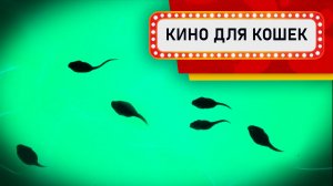 Видео для Кошек - Семья головастиков (Развлеки своего кота)