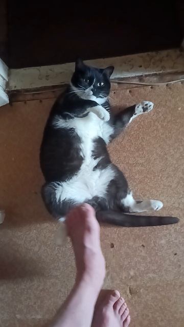 Кот продолжение😂