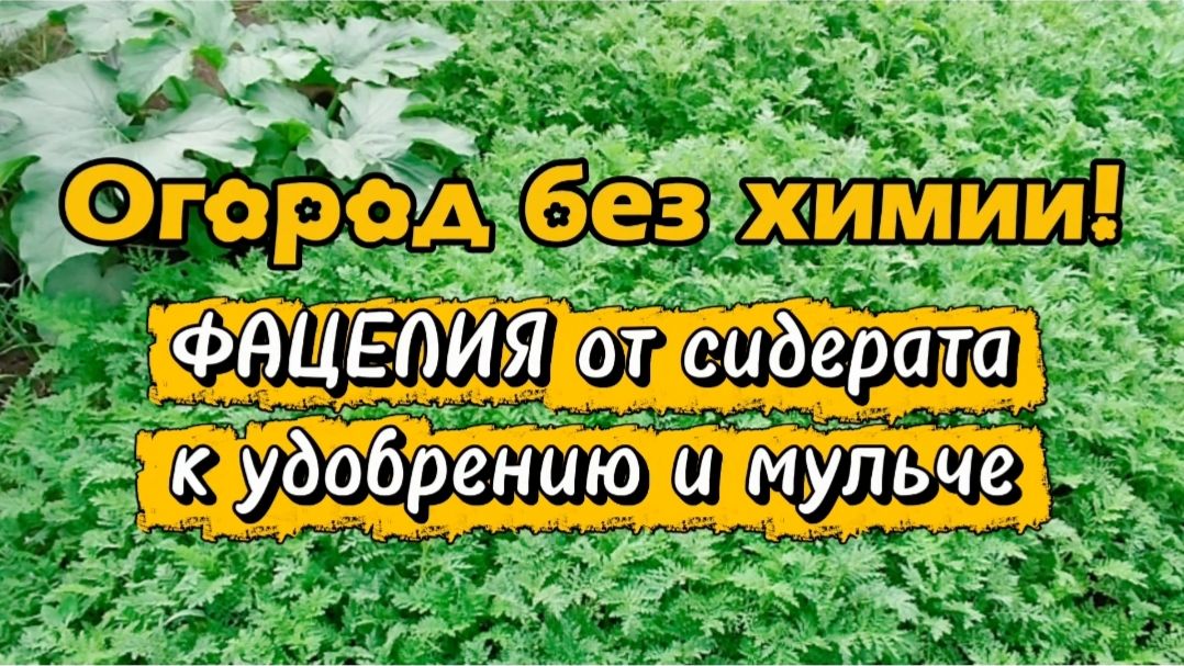 Огород без химии! Фацелия от сидерата к удобрению и мульче.