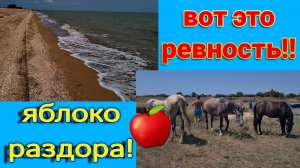 Вот это ревность!! Яблоко раздора! Берегись копыт.  Камышеватская коса. Ремонты Олега. Ейск♥️