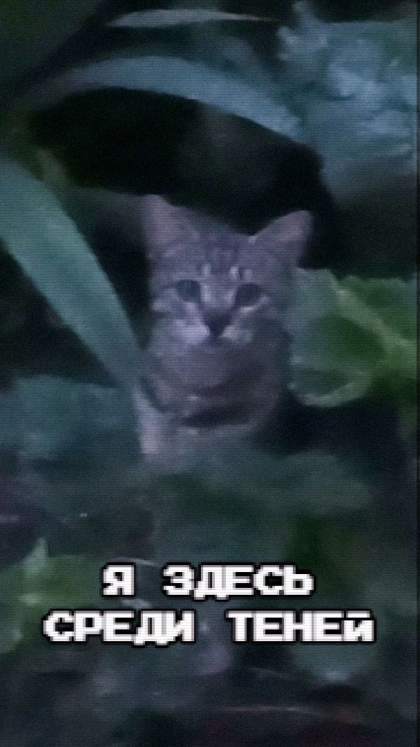 Я здесь, среди теней (клип)