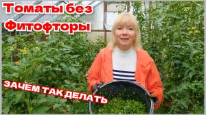 Зачем так делать ТОМАТЫ Обработки от болезней и вредителей Ответы на вопросы Урожай перца