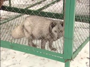 Медведи из уфимского вольера не могут впасть в зимнюю спячку