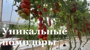 В ЛНР выращивают эксклюзивные сорта помидоров