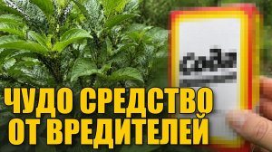 ТЛЯ БОИТСЯ ТОЛЬКО ЭТОГО / Чем эффективно обработать растения от тли?