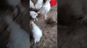 наш дом у бабушки снаружи