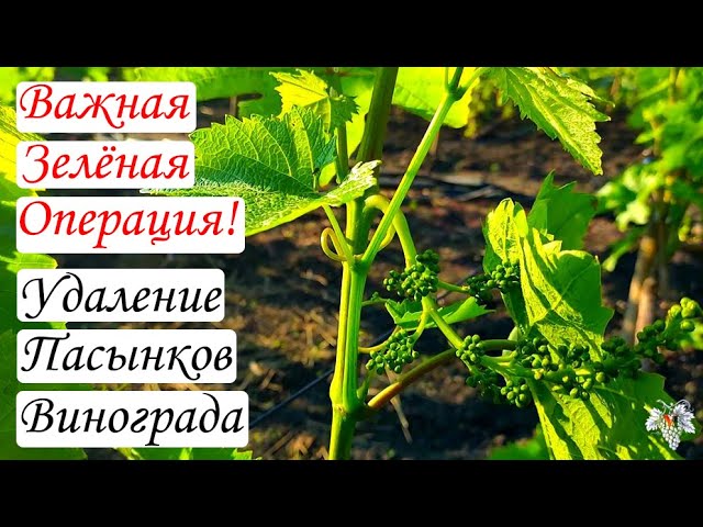 Не пропустите одну из важнейших зелёных операций на винограднике! Удаление пасынков! смотреть онлайн