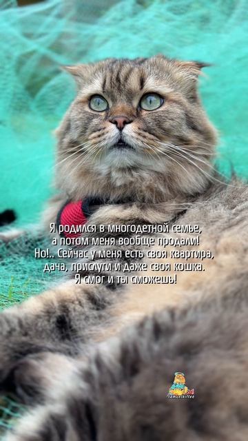 Я смог и ты сможешь!😸 #котики #юмор #животные
