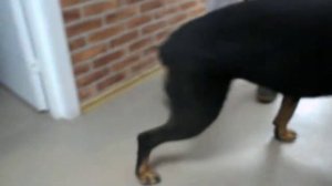 Яра на первичном приеме в ветеринарной клинике «Добрый Доктор»