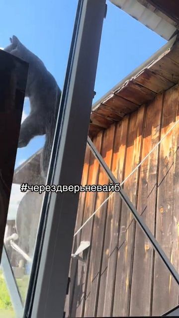 Что ему пообещали комары