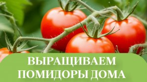 САДИМ РАССАДУ ПОМИДОР ЧЕРИ