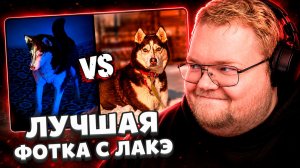 T2x2 ВЫБИРАЕТ ЛУЧШУЮ ФОТОГРАФИЮ с ЛАКИ (СОБАКОЙ)