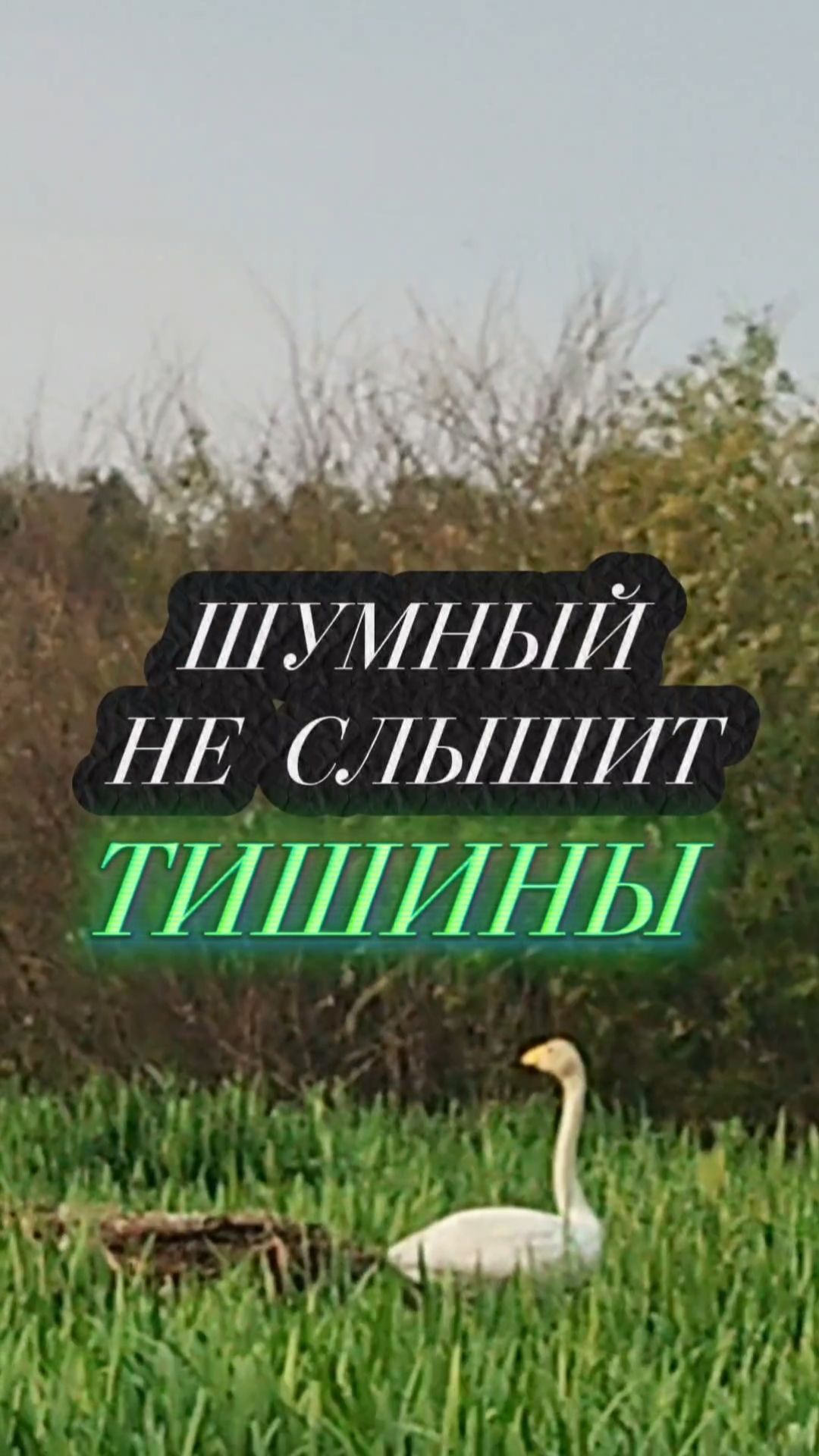 Шортс