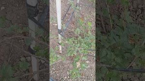 обзор
