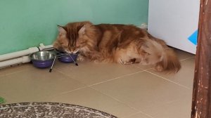 08-07-2026 Дуся наша звезда!🐱🤗❤️