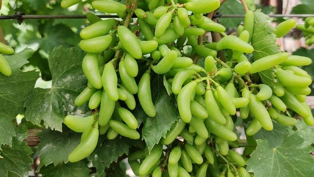 АЗИЯ 2!!!🍇🍇🍇 СУПЕР НОВИНКА ОТ КАЛУГИНА! Telegram, WhatsApp, Vlber и MAX +79528500417. смотреть онлайн
