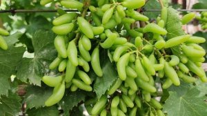 АЗИЯ 2!!!🍇🍇🍇 СУПЕР НОВИНКА ОТ КАЛУГИНА! Telegram, WhatsApp, Vlber и MAX +79528500417.