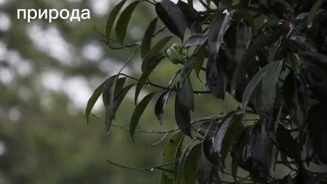 ДЛЯ СНА. ЗВУКИ ДОЖДЯ. смотреть онлайн