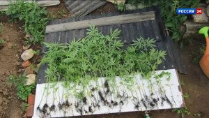 В Котельничском районе обнаружили незаконное культивирование конопли