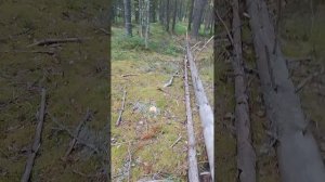 Все в лес, июль 🦟🐜🌳🌲🌳🍄