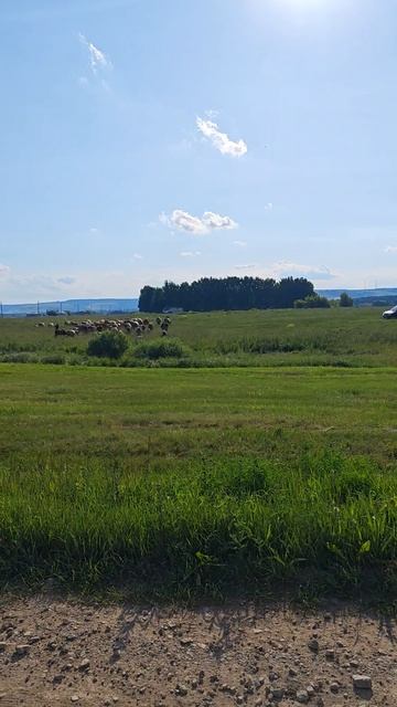 коровки смотреть онлайн